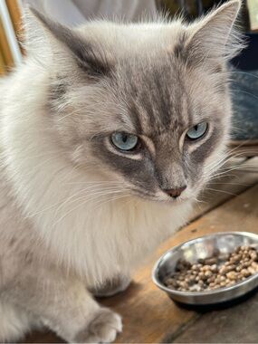 Meet your Posher, Frances